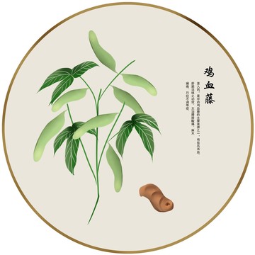 鸡血藤.jpg